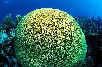 Florida Reefs