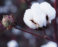 genetically engineered cotton