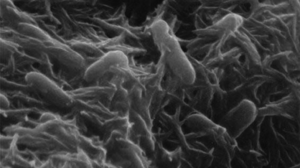 1Bacteria to create fuel from sunlight and CO2