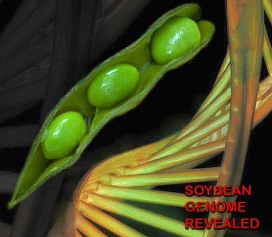 2 soybeangenom