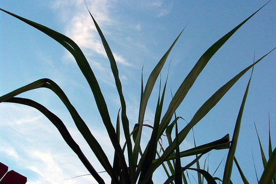 800px sugar cane leaves