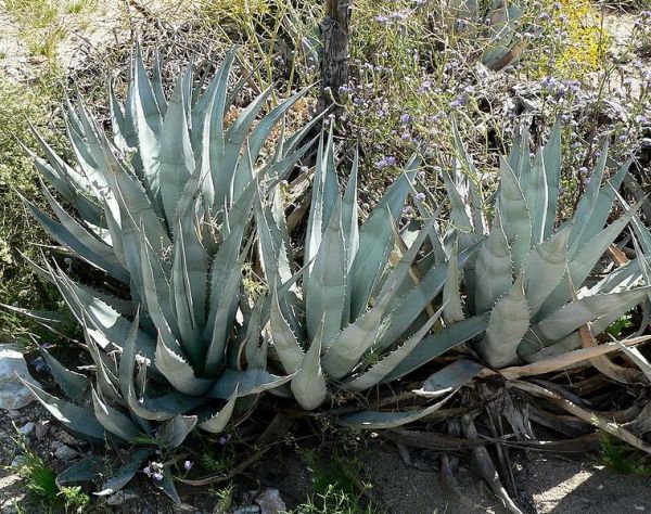 agave top