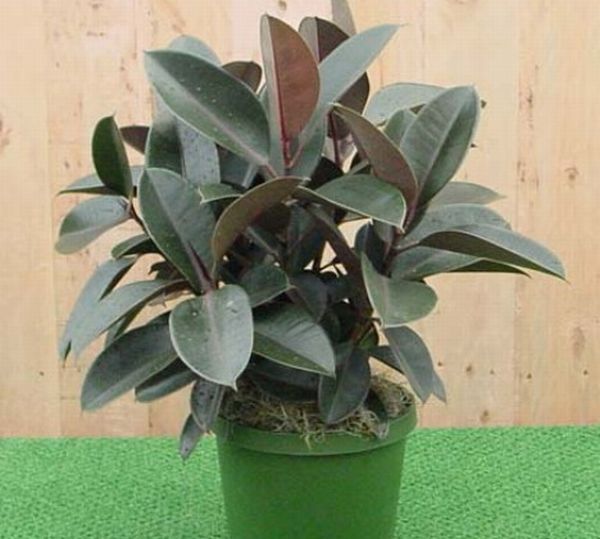 Air purifying indoor plant