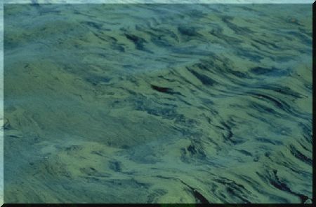 algae cultivation