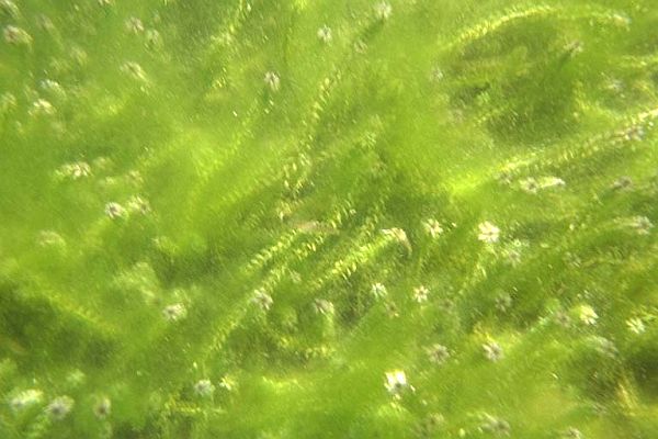 Algae Algae