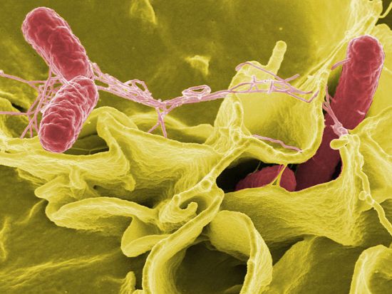 bacterai for fuel