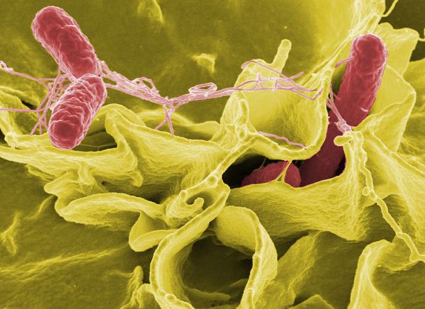 Bacteria powers the world's smallest fuel cell