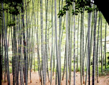 bamboo to be turned into cloth