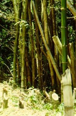 bamboo found in abundance in mizoram
