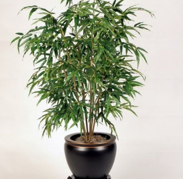 Bamboo Palm