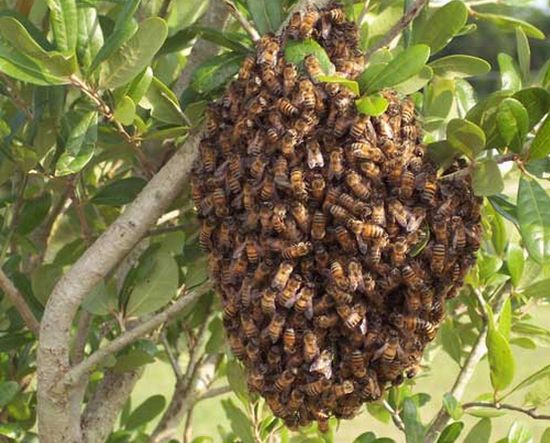 bee swarm