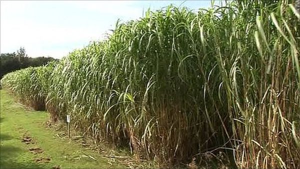 Bio-fuel genetic map breakthrough with miscanthus.