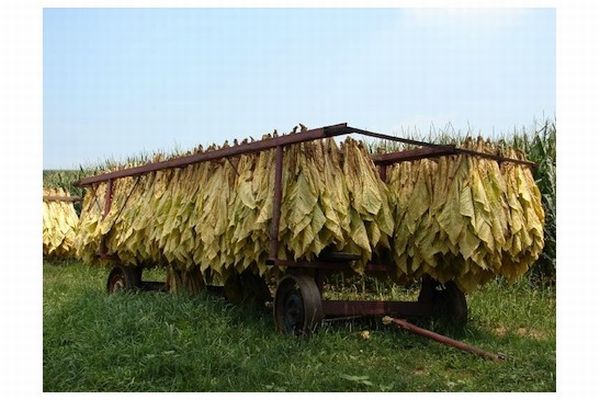 Biodegradable Solar using Tobacco