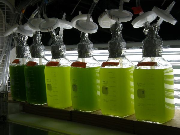 Biofuel produced from algae