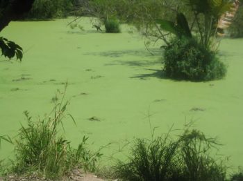 biofuels to be produced from algae