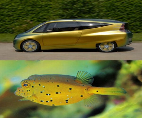 Boxfish Car