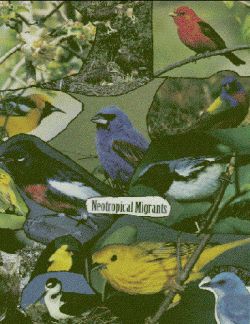 bird diversity2 bird diversity2