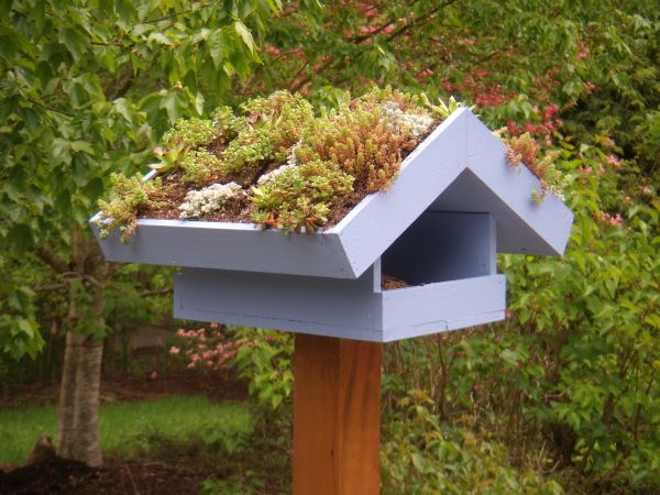 Birds Green Roof