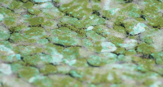 blue green algae