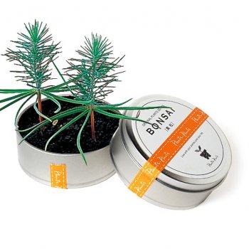 bonsai tree in a can