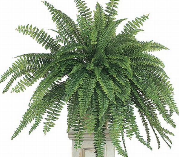 Boston Fern