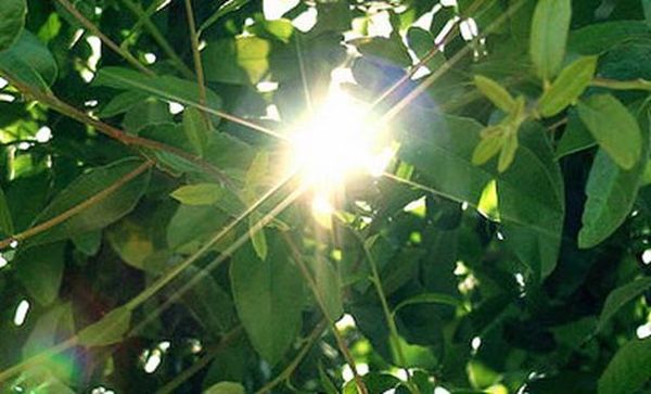 Breakthrough Rivals Speed of Natural Photosynthesis