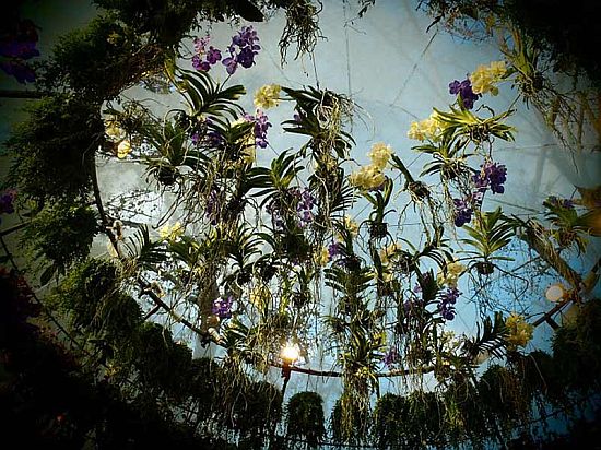 bubble garden 3