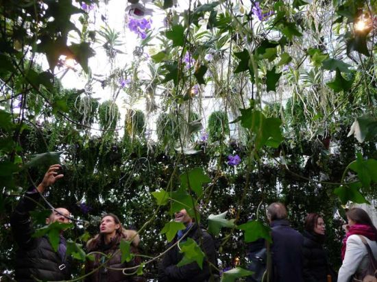 bubble garden 4