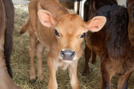 calf