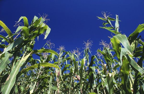 CAR Releases Report on Bio-Based Materials