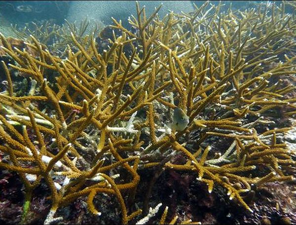 Caribbean Coral Reefs