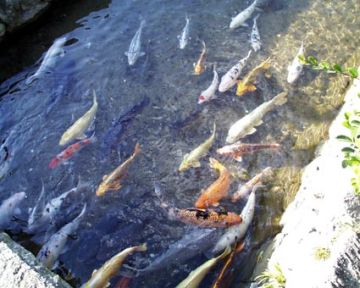 carp fish in a stream