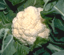cauliflower