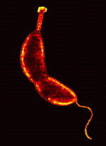 caulobacter crescentus
