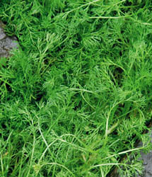 chamomile lawn