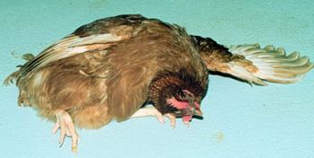 chicken died of newcastle disease