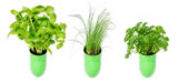 chives