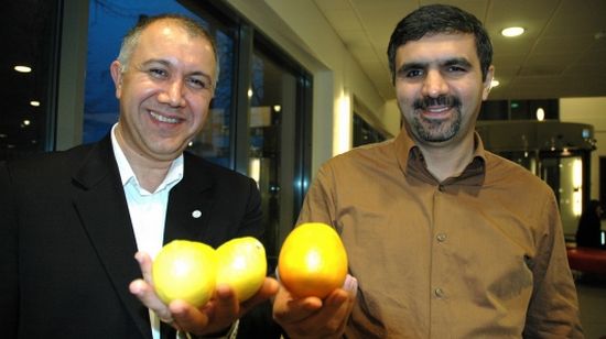 citrus waste