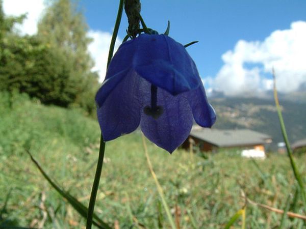 Climate change impacts Europe’s mountain plants