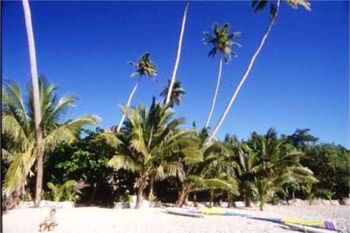 coconut trees on fiji beach