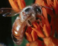 common honey bees to sniff explosives now 9