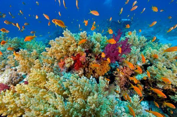 Scientists find certain corals and algae better able to withstand ...