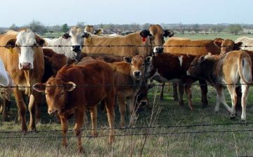 cows in texas panhandle