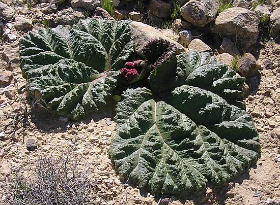 desert rhubarb israel jordan
