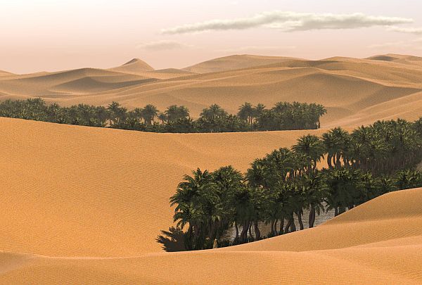 Desert forest