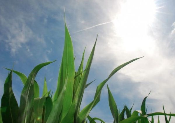 DIY Solar Panels Made of Grass