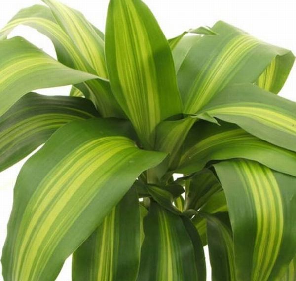 Dracaena