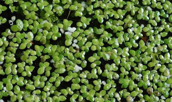 duckweed1