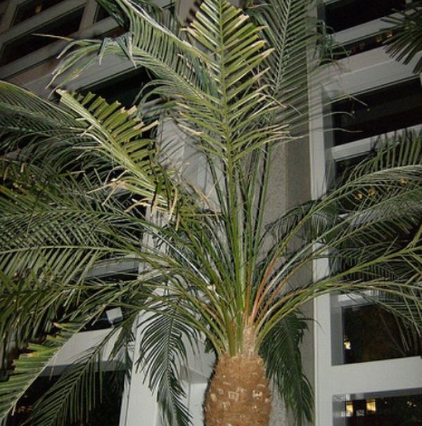 Dwarf Date Palm