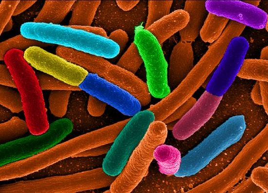 e coli could lead to cheaper biofuel